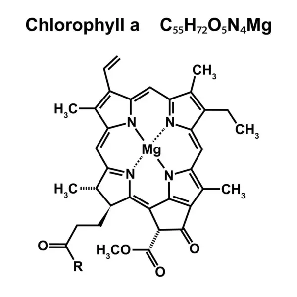 Klorofil Kimyasal Bir Yapı Illüstrasyon — Stok fotoğraf