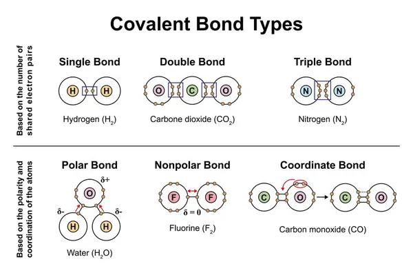 Proiectarea Științifică Tipurilor Obligațiuni Covalente Ilustrație — Fotografie, imagine de stoc