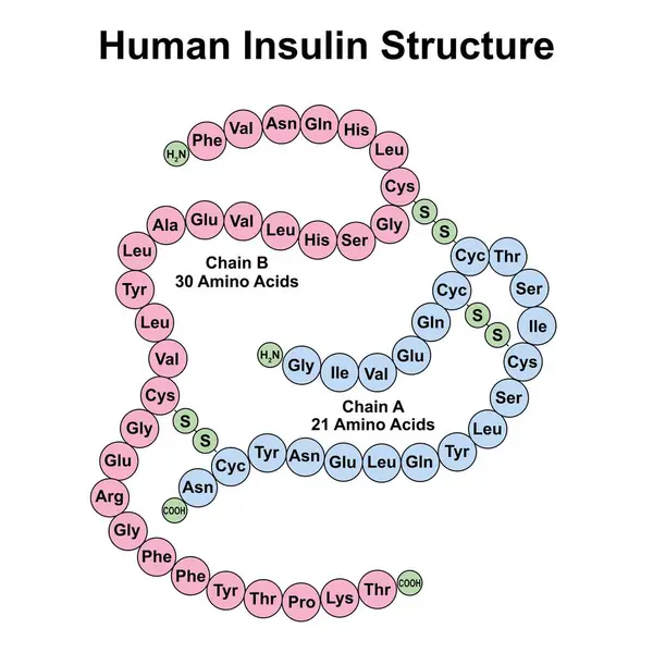 Scientific Designing Human Insulin Structure Illustration — Stock Photo, Image