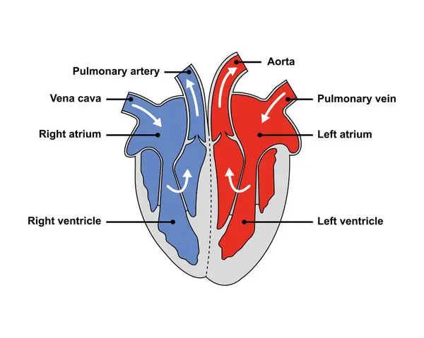 Perancangan Ilmiah Dari Anatomi Jantung Ilustrasi — Stok Foto