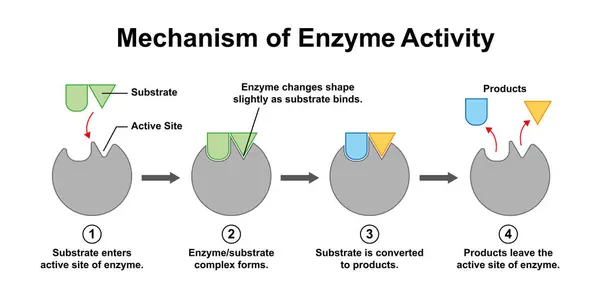 Scientific Designing Enzyme Activity Mechanism Illustration — Stock Photo, Image