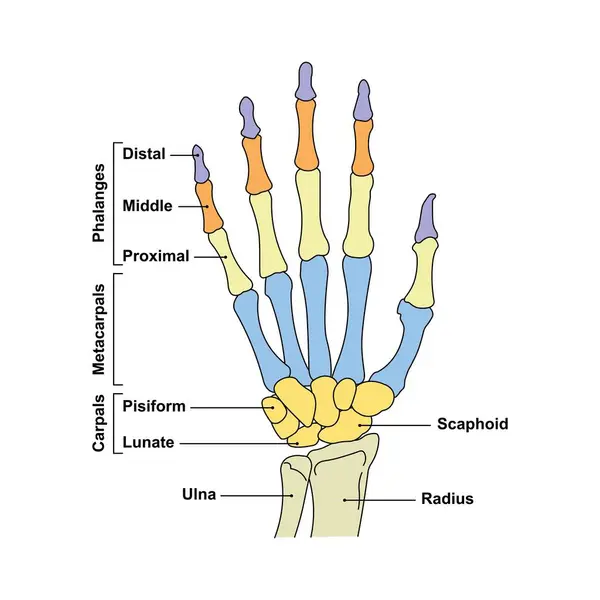 Scientific Designing of Hand Anatomy. Bones And Joints of The Hand And Wrist. Colorful Symbols. Vector Illustration.