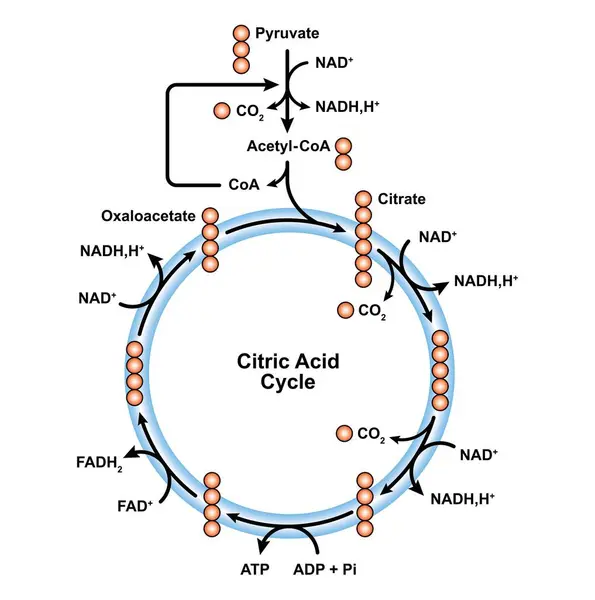 Scientific Designing Citric Acid Cycle Illustration — Stock Photo, Image