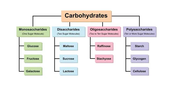 Scientific Designing Carbohydrate Types Illustration — Stock Photo, Image