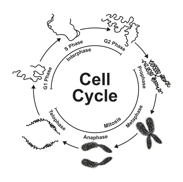 Cell Cycle Black White Illustration — Stock Photo, Image