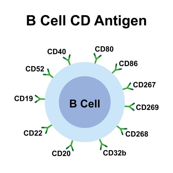 Антиген B-клеток CD, иллюстрация.