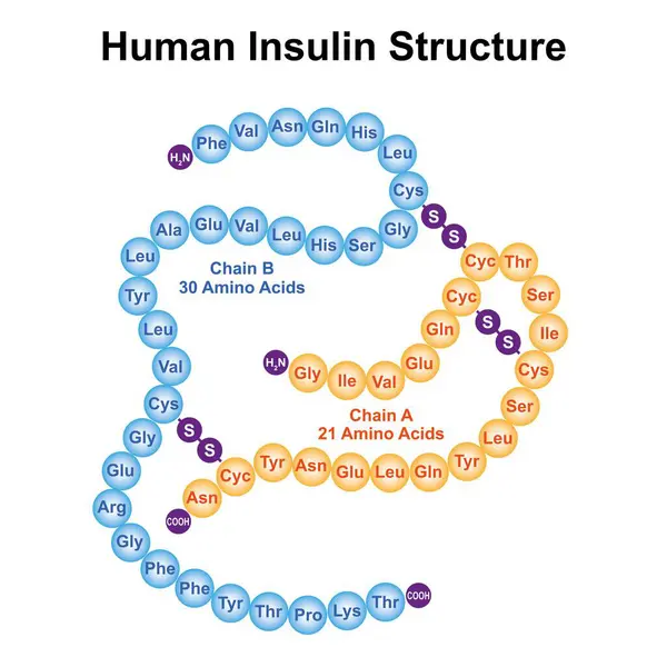 Human Insulin Structure Illustration — Stock Photo, Image