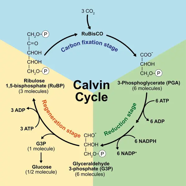 Stock image Scientific designing of Calvin cycle, illustration.