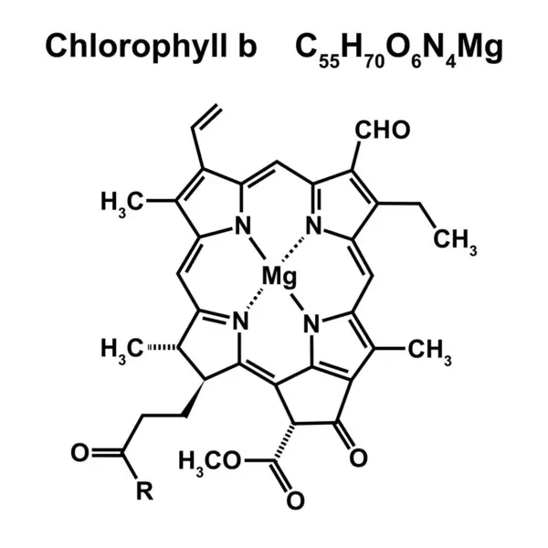 Химическая Структура Хлорофилла Иллюстрация — стоковое фото