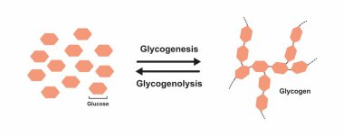 Scientific designing of Glycogenesis and glycogenolysis, illustration. clipart