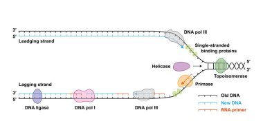 DNA çoğaltma ve illüstrasyonunun bilimsel tasarımı.