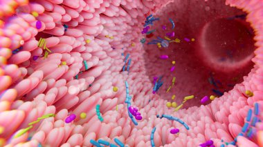 Bacteria as part of intestinal microbiome in digestive tract - 3d illustration clipart
