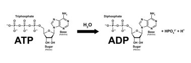 Scientific designing of ATP-ADP cycle, illustration. clipart