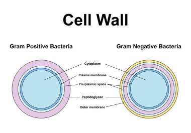 Gram positive and Gram negative bacteria, illustration. clipart