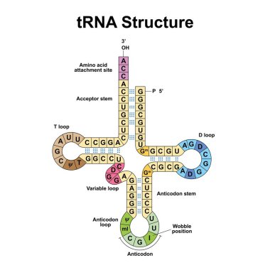 Transfer RNA on white background, illustration. clipart