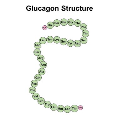Scientific designing of Glucagon structure, illustration. clipart