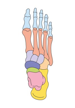 Scientific Designing of Foot Bones Anatomy. Human Foot Structure. Colorful Symbols. Vector Illustration. clipart