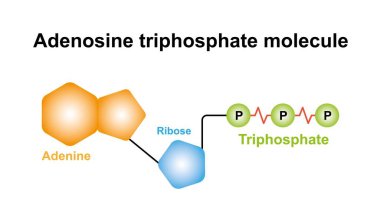 Adenosine Triphosphate Molecule Structure illustration. Colorful Symbols. clipart