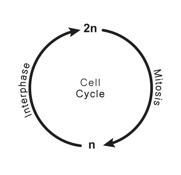 Scientific Designing Cell Cycle Illustration — Stock Photo, Image