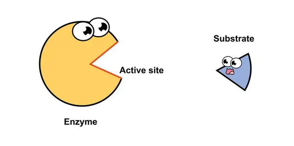 Scientific Designing Enzyme Activity Mechanism Illustration — Stock Photo, Image