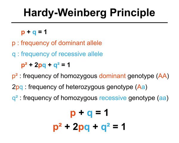 Hardy-Weinberg principle, illustration.