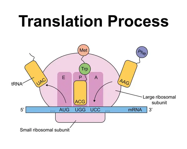 Scientific Designing Translation Process Colorful Symbols Illustration — Stock Photo, Image