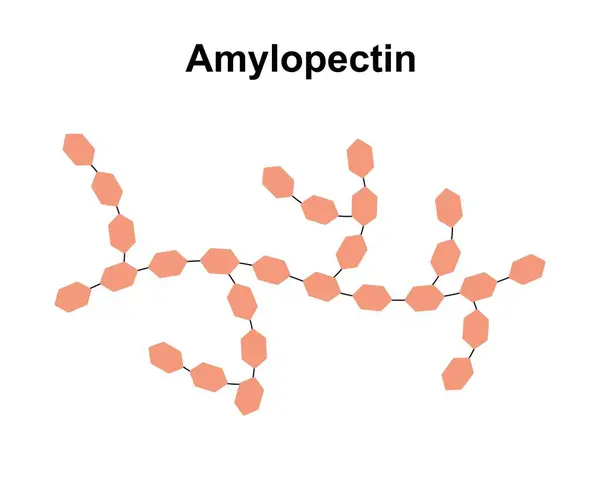 Amylopectin करण — स्टॉक फोटो, इमेज