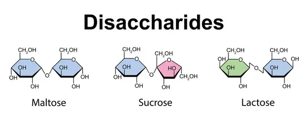 Monosaccharides Disaccharides Scientific Design Illustration — Stock Photo, Image