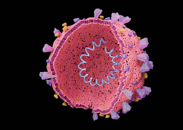 Resimlerde Içinde Rna Ribonükleik Asit Yüzeyinde Proteinler Olan Bir Koronavirüs — Stok fotoğraf