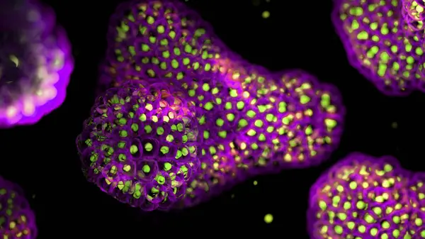 Illustrazione Basata Micrografi Luce Fluorescente Organoidi Nuclei Cellulari Sono Verdi — Foto Stock