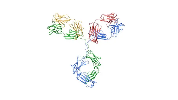 Ilustração Estrutura Proteica Fita Anticorpo Humano Imunoglobulina Igg1 Cores Representam — Fotografia de Stock