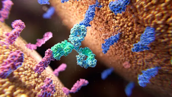 Illustration Bispecific Antibody Green Light Blue Binding Two Different Membrane — Stock Photo, Image