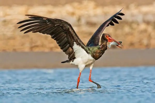 Black Stork Ciconia Nigra Trying Swallow Tilapia Sarotherodon Galilaeus Shallow — Stock Photo, Image