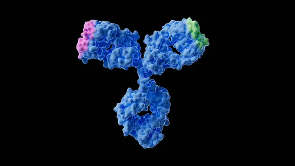 Ilustração Anticorpo Bisespecífico Mostrando Dois Locais Ligação Antigénios Discretos Rosa — Fotografia de Stock