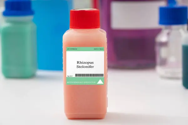 Rhizopus Stolonifer Fungus Used Production Tempeh — Stock Photo, Image