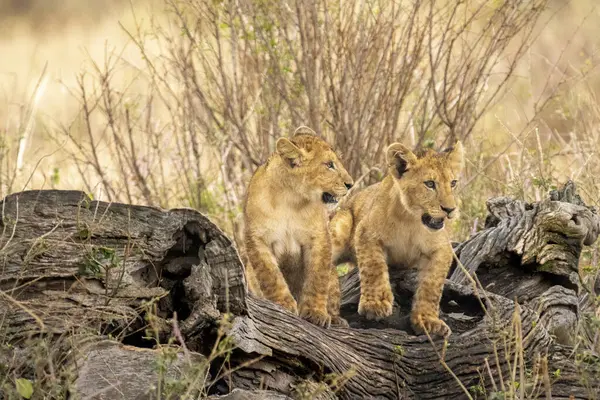 狮子宝宝在玩耍 8月在坦桑尼亚拍摄 图库图片