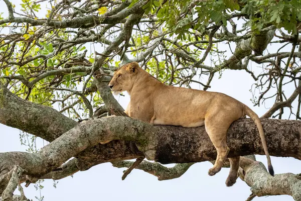 Lionne Reposant Dans Arbre Photographié Parc National Lac Manyara Arusha — Photo