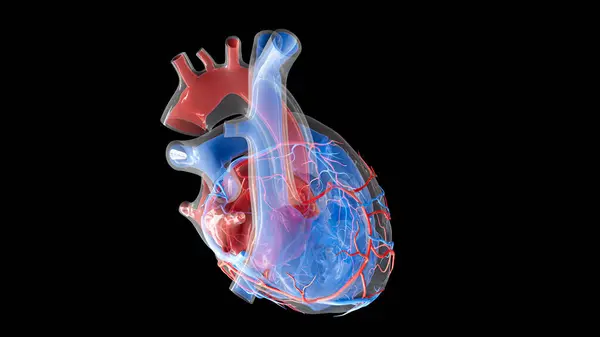 Ilustrace Krevního Zásobení Lidského Srdce Vnitřních Struktur Levá Síň Levá — Stock fotografie