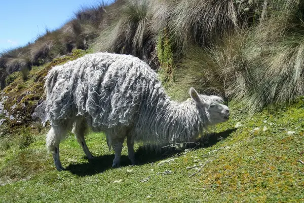 厄瓜多尔Azuay Cajas国家公园的羊 图库照片