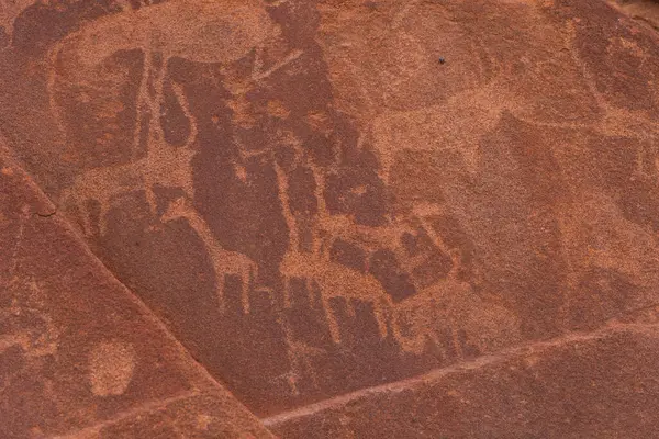 Twyfelfontein 'de kayaya oyulmuş hayvan sürüsü. Namibya' nın kuzeybatısındaki Kunene bölgesinde eski bir kaya oyması alanı..