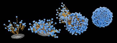 Illustration of soap molecules forming a micelle structure by surrounding and capturing dirt. The hydrophobic tail attracts grease and oily substances, while the hydrophilic head is attracted to water. clipart