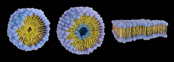 stock image Illustration of different phospholipid arrangements including (from left to right) micelle, liposome, lipid bilayer. Phospholipids have a hydrophilic head and hydrophobic tails.