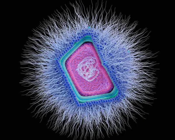 stock image Illustration of a giant nucleocytoplasmic DNA (deoxyribonucleic acid) virus.