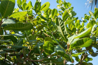 Kaju ağacı yaprakları ve mavi gökyüzü