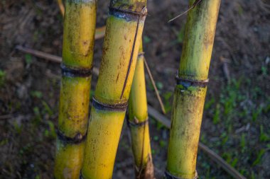 Şekerkamışı desenli yakın çekim. makro fotoğrafçılık