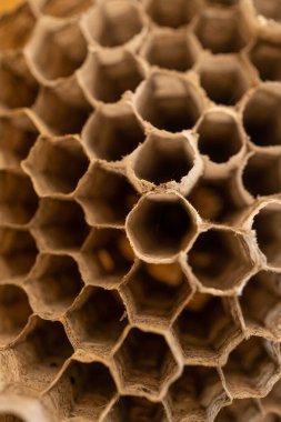 Doku atık kovanı boş. Eşek arıları evi terk ediyor.