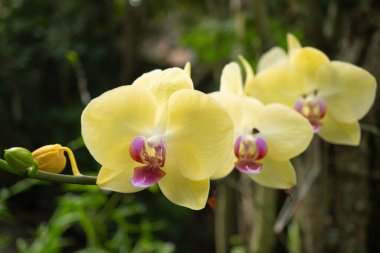 Güzel sarı orkide Yaprakların önünde