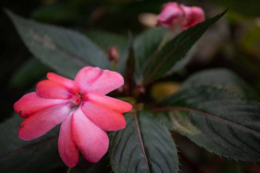 Yaprakların önünde çiçeği öp. güzel renkli çiçek.