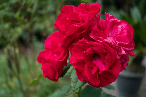 Bella Rosa Colorata Davanti Alle Foglie — Foto Stock