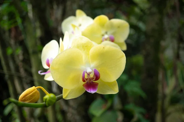 Красивая Желтая Орхидея Перед Листьями — стоковое фото